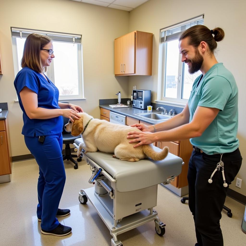 Veterinarian Examining a Dog in Durango