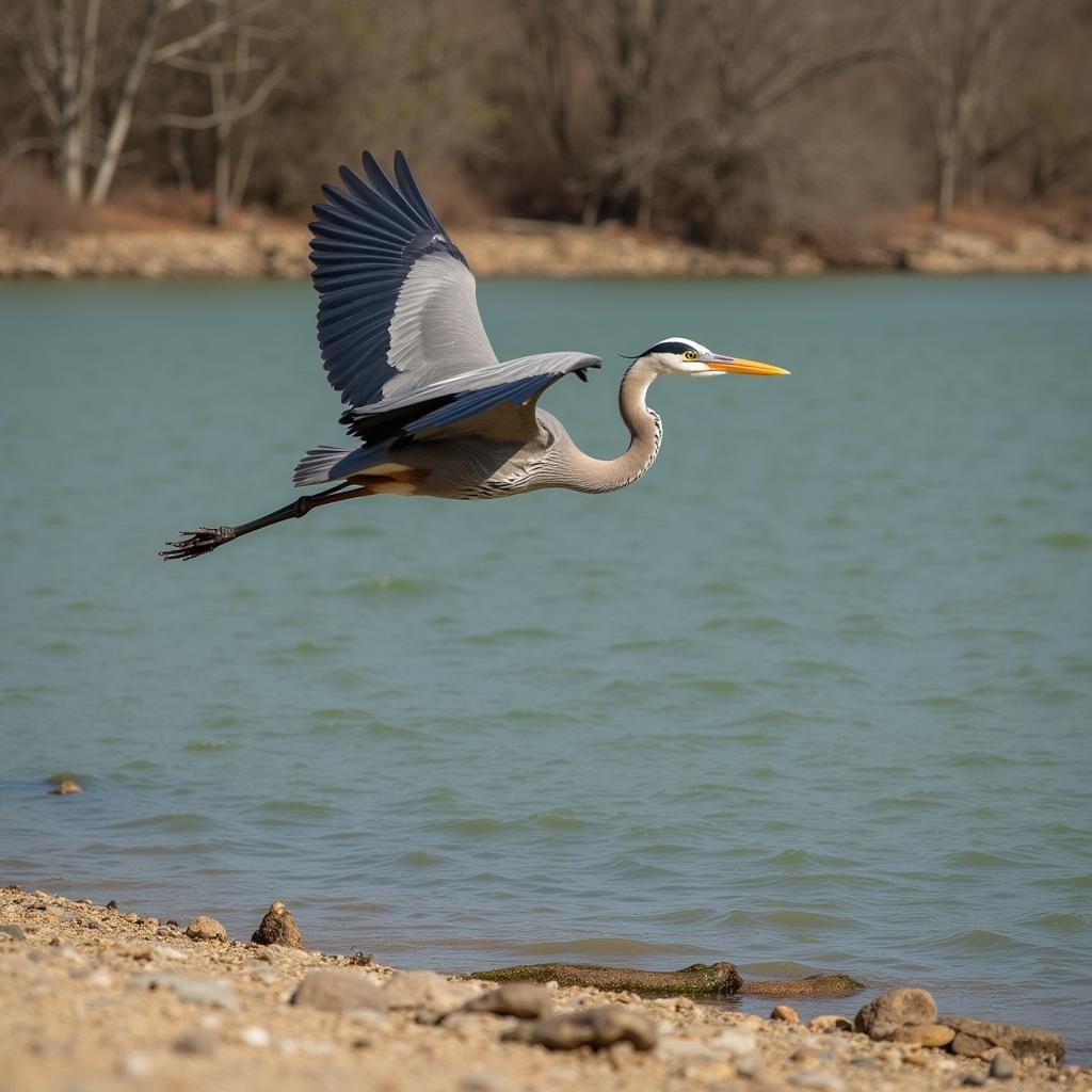 Wildlife viewing opportunities at Broughton Hospital Reservoir