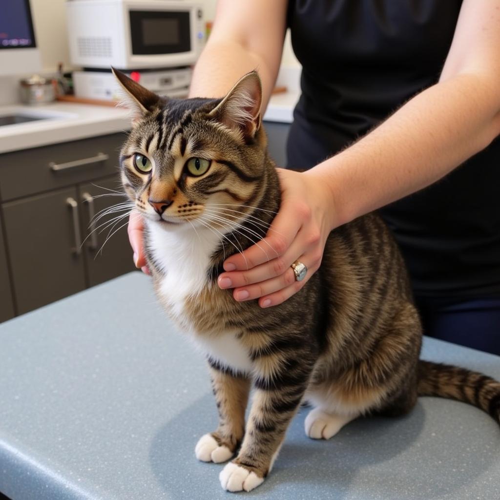 Cat undergoing laser therapy treatment