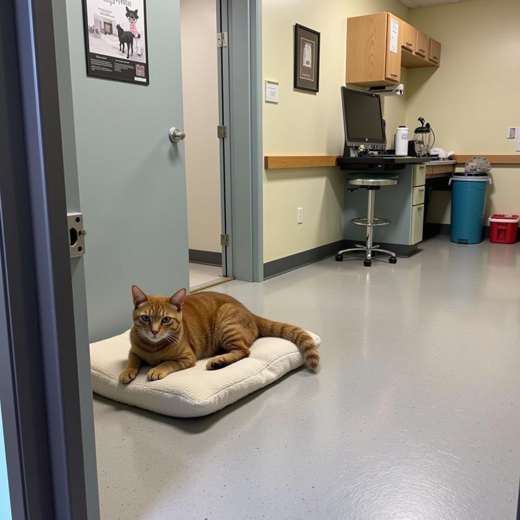 Comfortable and clean kennel for cats in a veterinary hospital