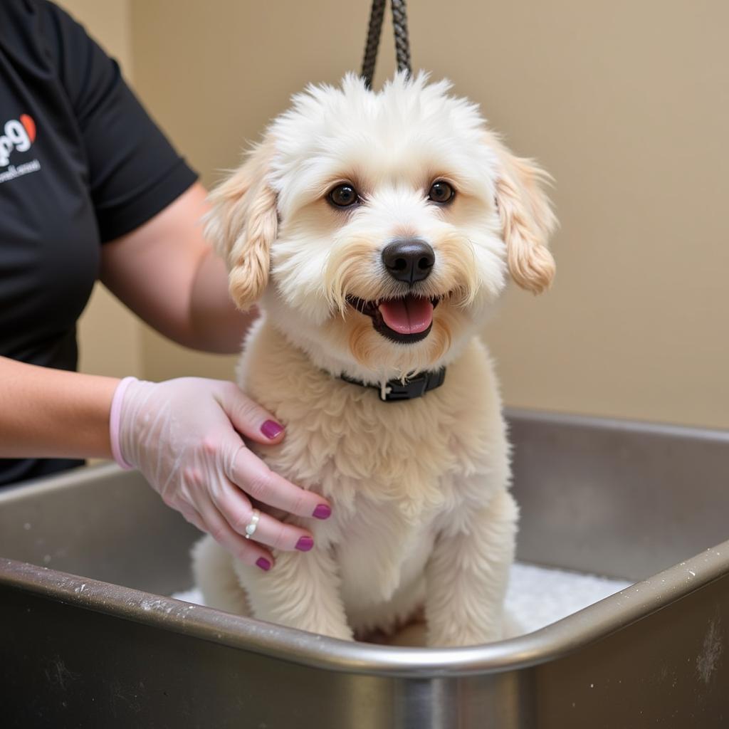 Professional groomer giving a dog a bath at a pet spa