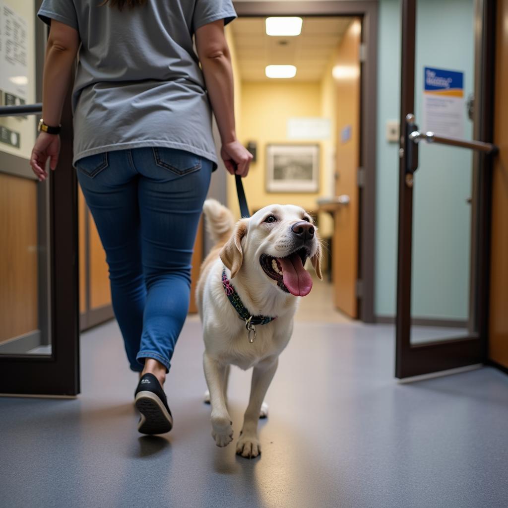 Happy Dog Leaving American Animal Hospital in Mira Mesa