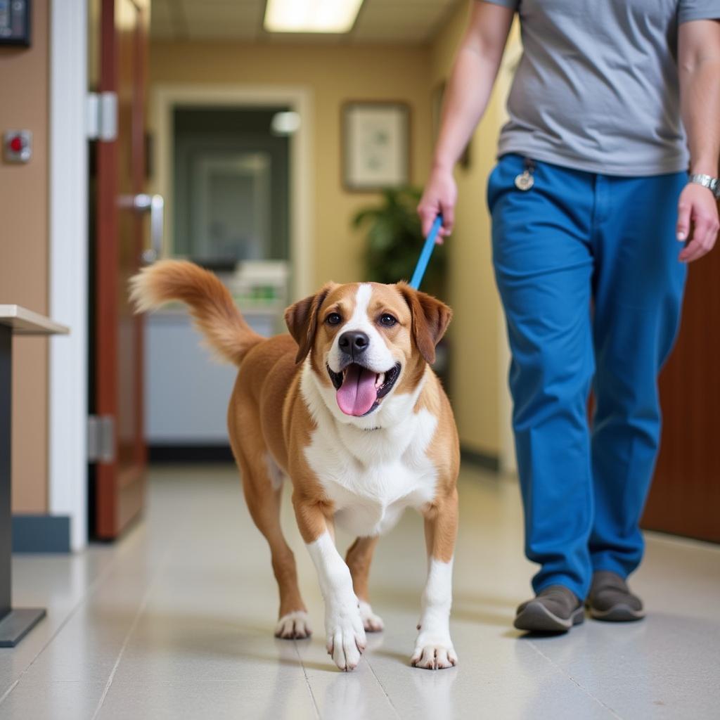 A happy dog leaving the animal hospital with its owner