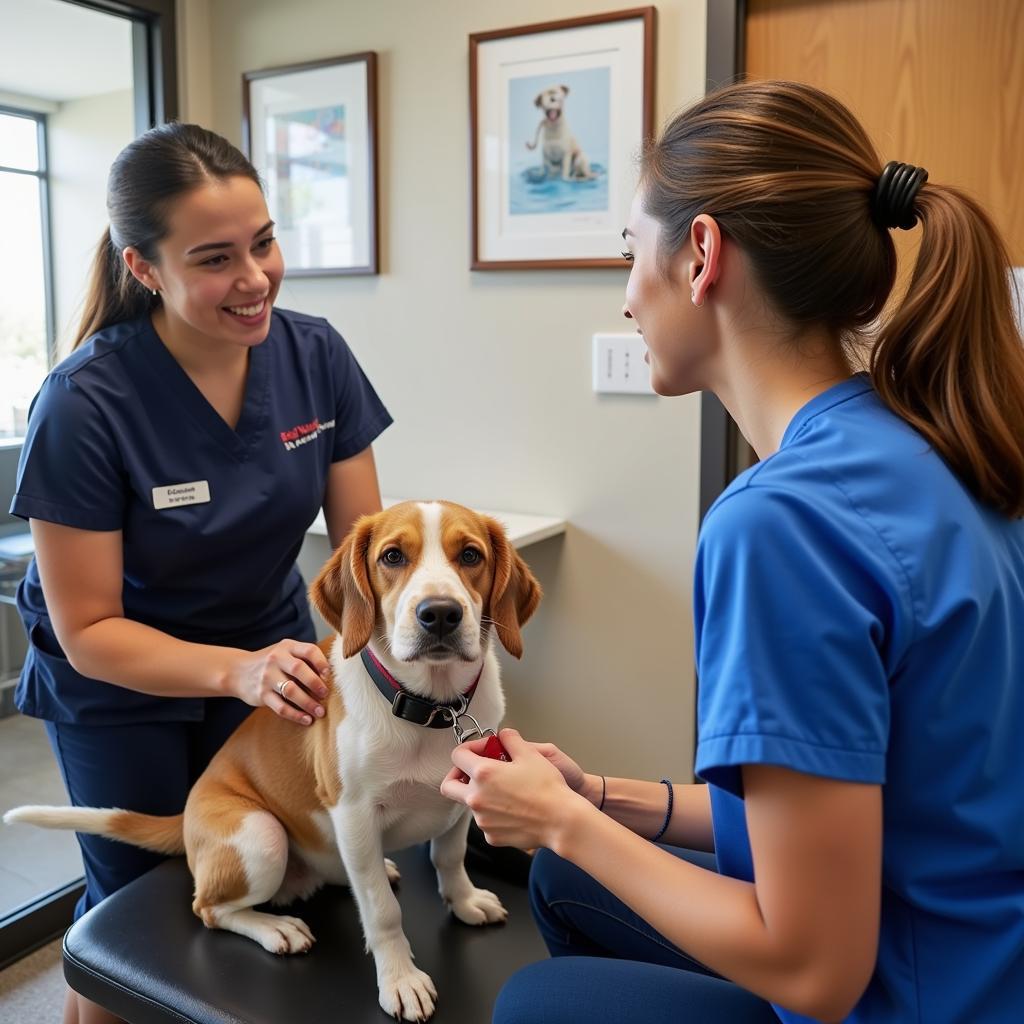 Pet Owner Talking to Veterinarian in Monterey Park