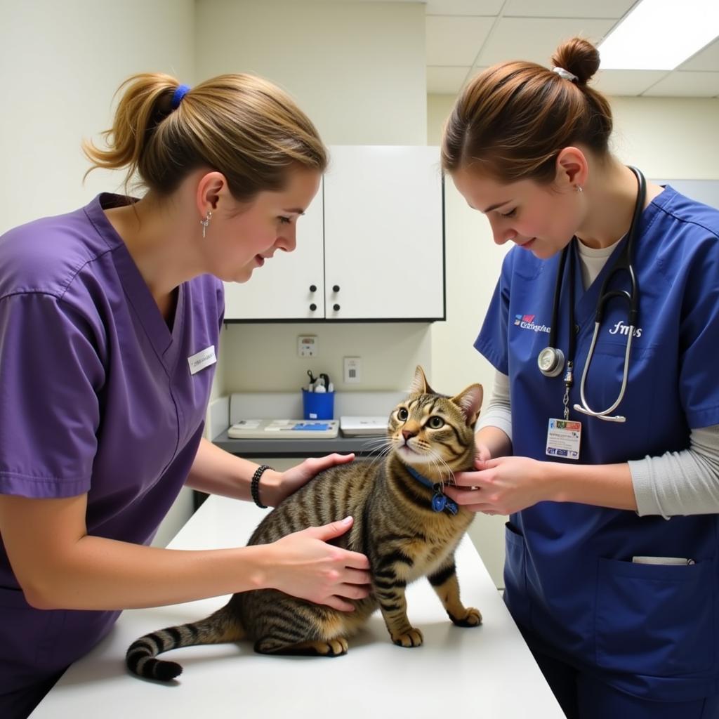  Veterinarian and technician providing gentle and compassionate care to a cat 