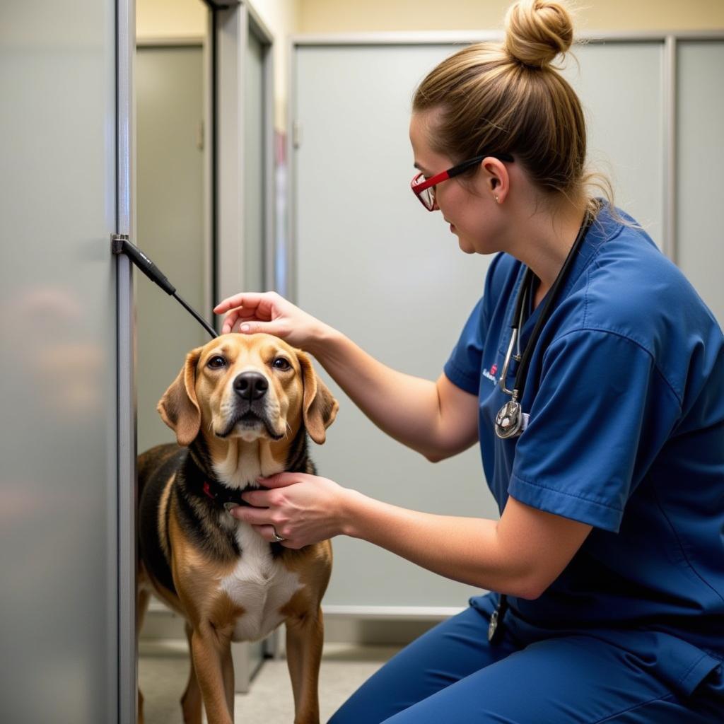 Veterinarian Checking on Dog