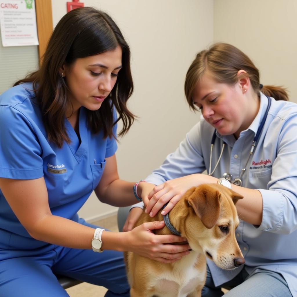 Veterinarian conducting a thorough check-up on a dog