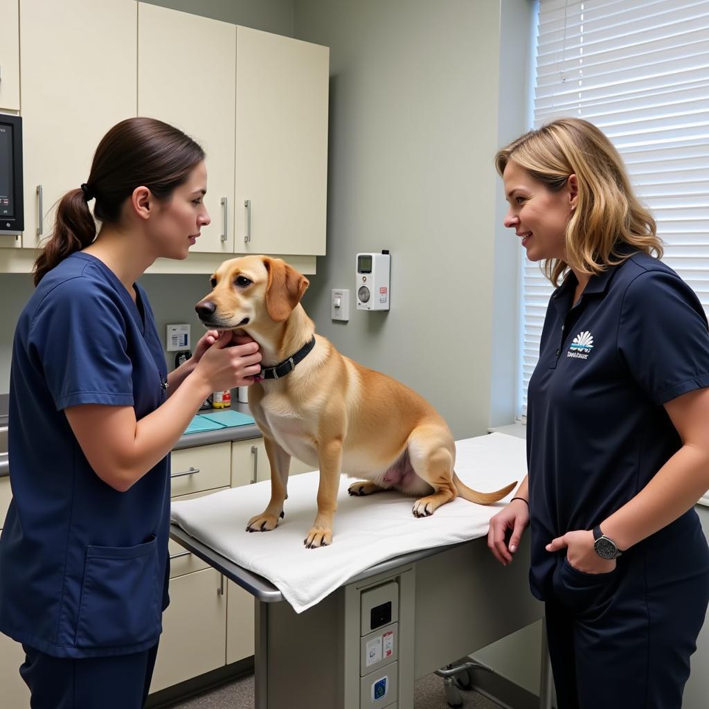 Experienced veterinarian examining a dog in a Lockport animal clinic