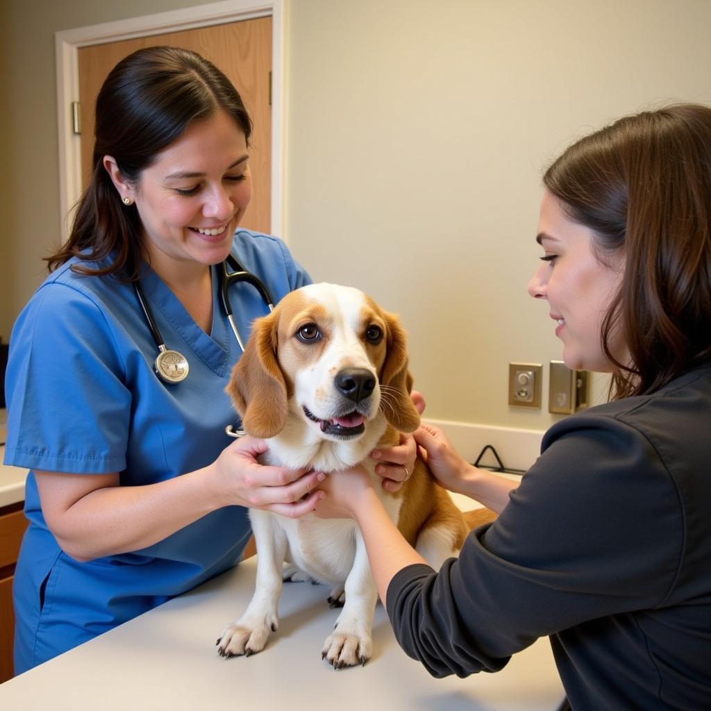 Experienced Veterinarian Conducting a Check-Up