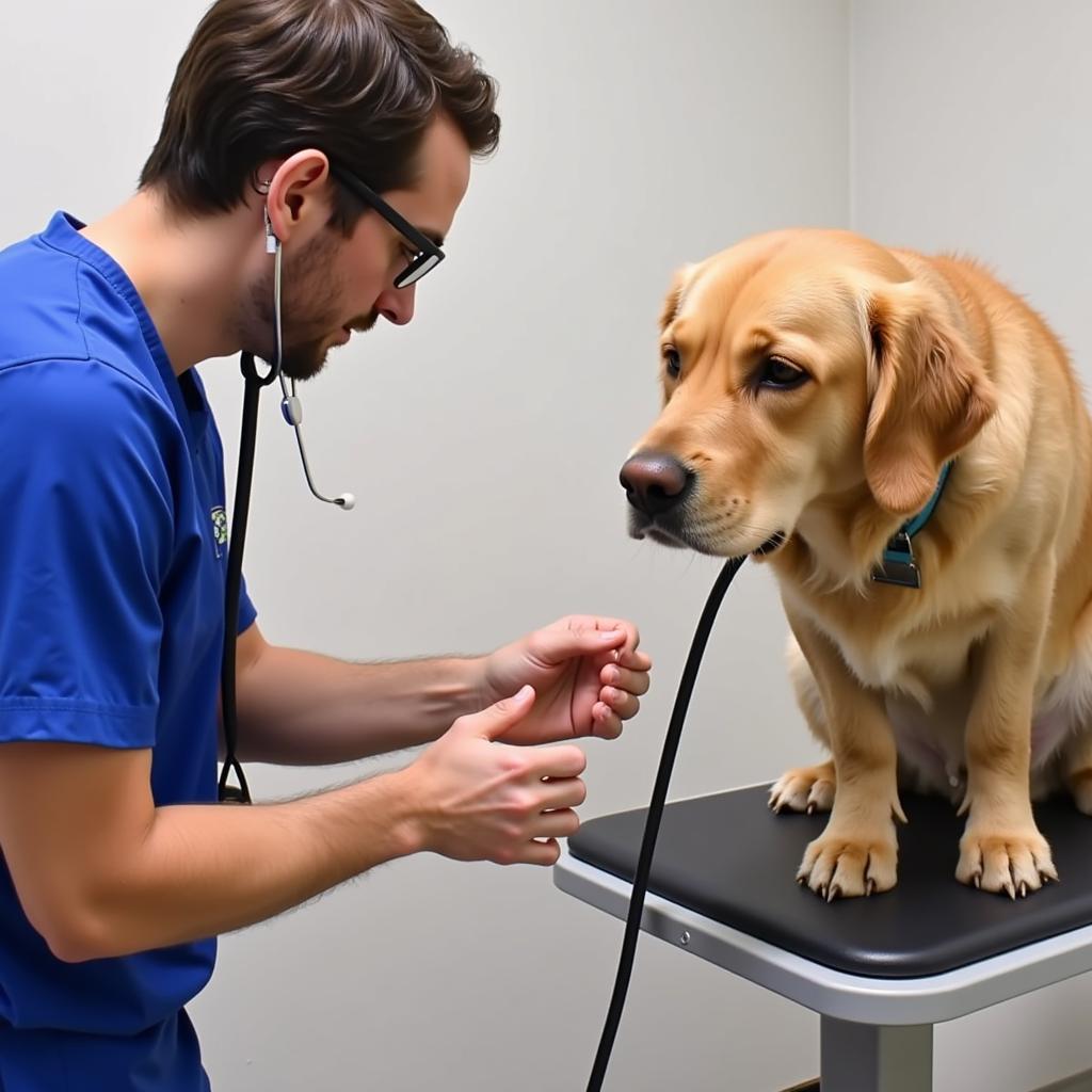 Veterinarian conducting a check-up on a dog