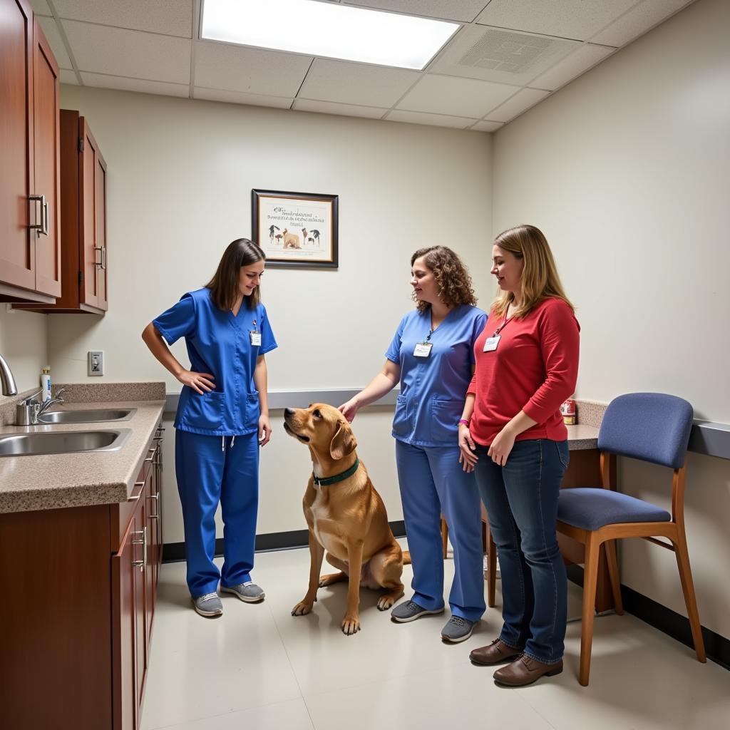 Veterinary Team Examining Dog