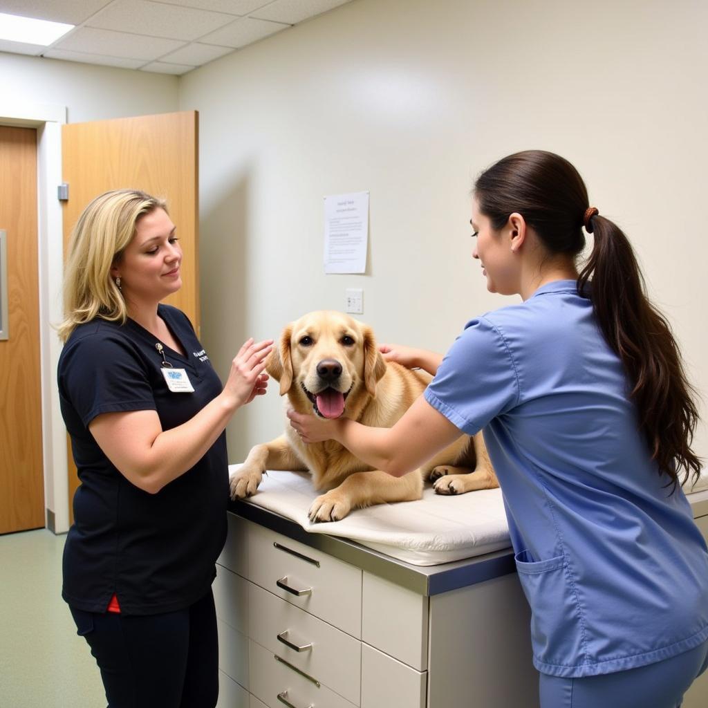 Veterinarian examining a dog in an exam room