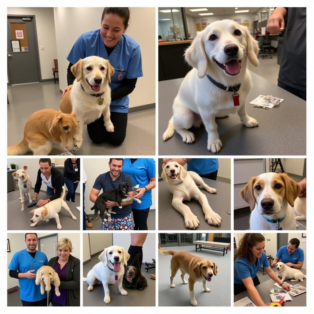 Happy and Healthy Pets at Camellia City Animal Hospital