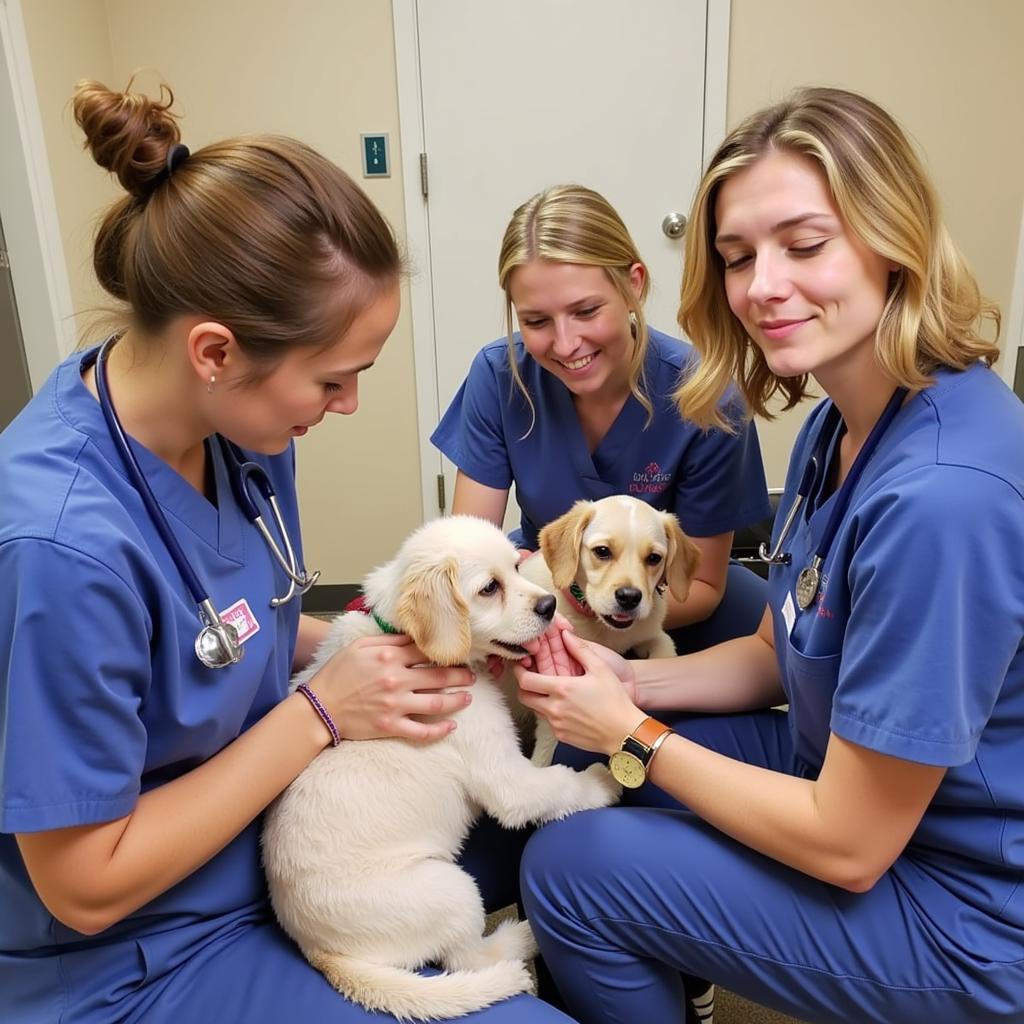 Experienced and Compassionate Veterinary Team