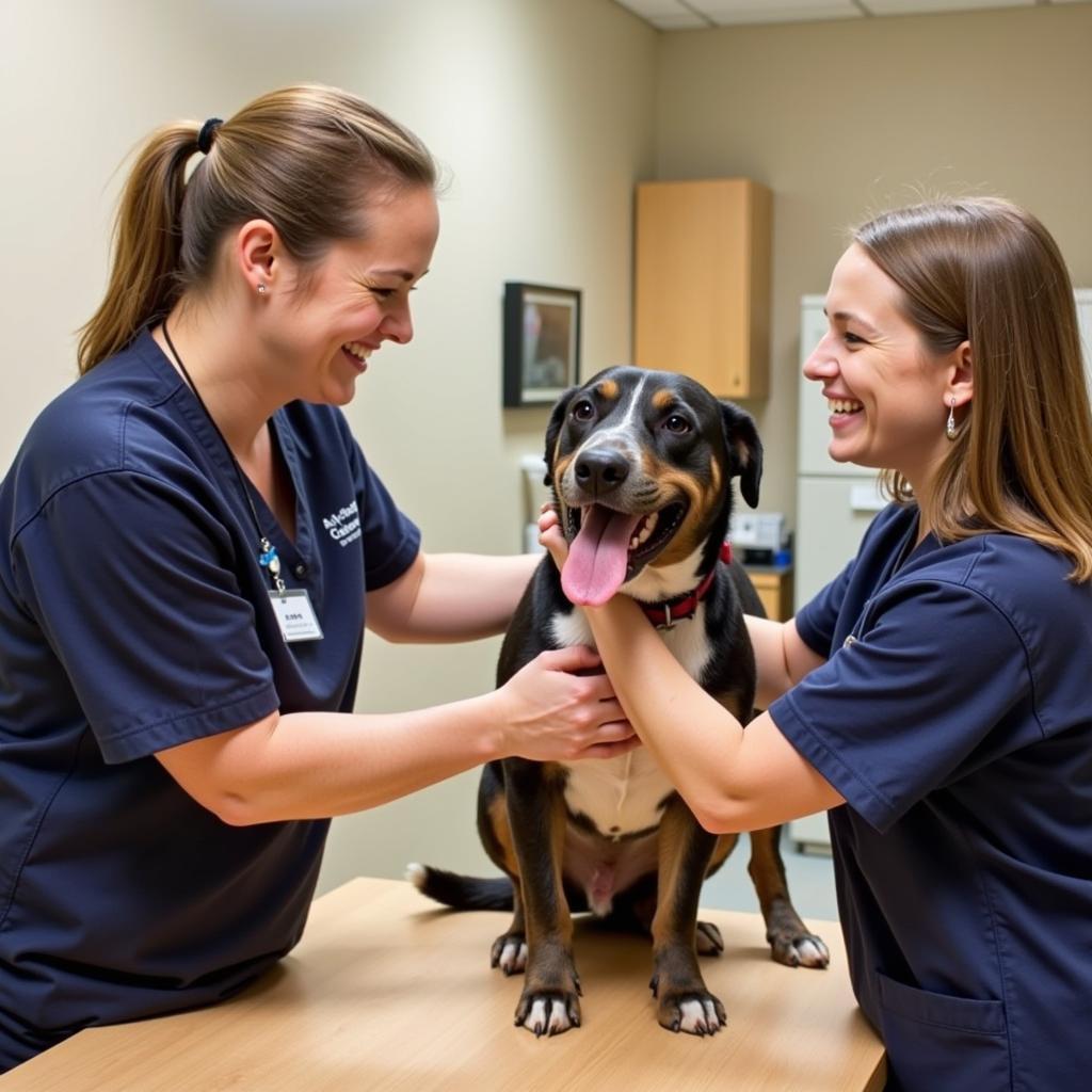 Happy and Healthy Pets at Cougar Mountain Vet