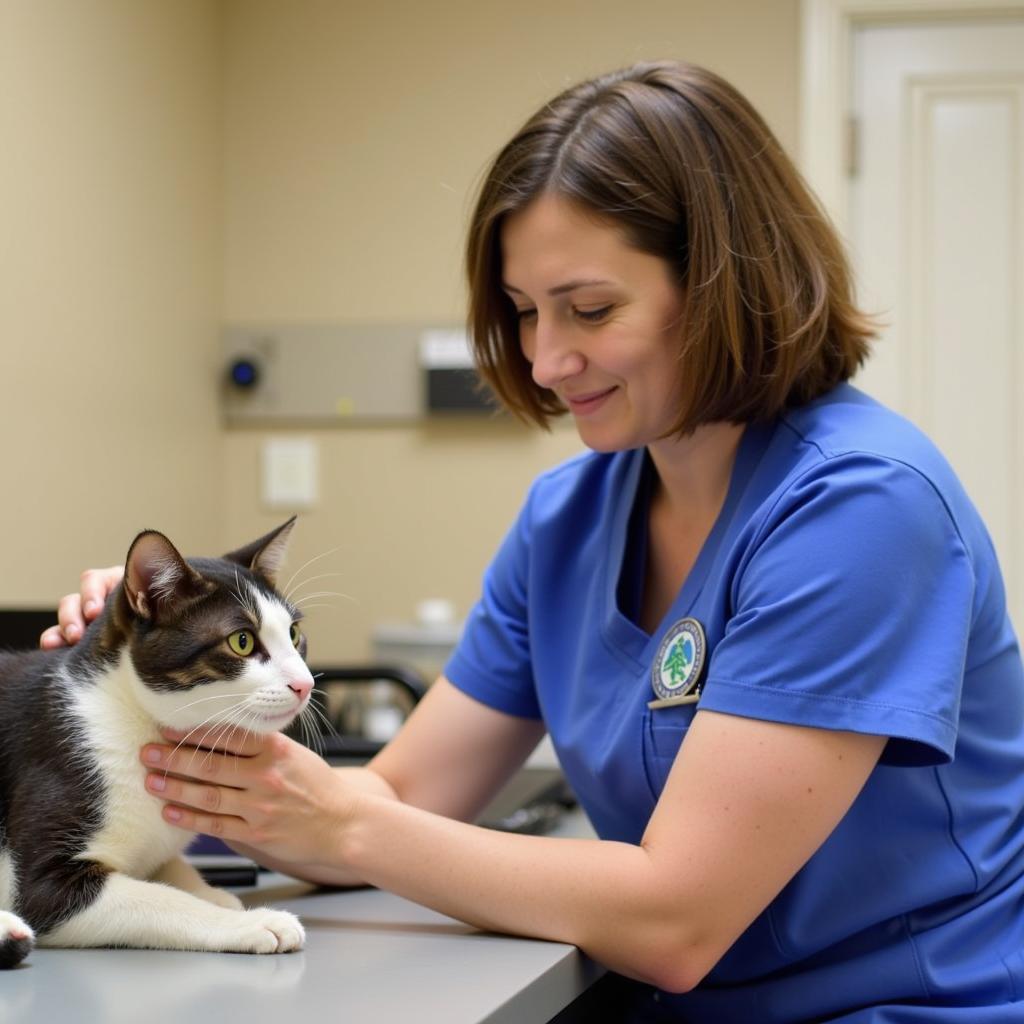 Cat Receiving Gentle Care at Ellwood Animal Hospital