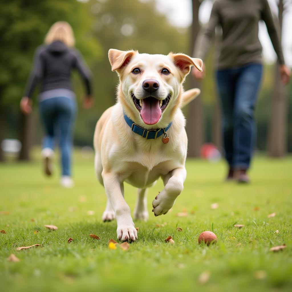 Happy Pet, Healthy Pet