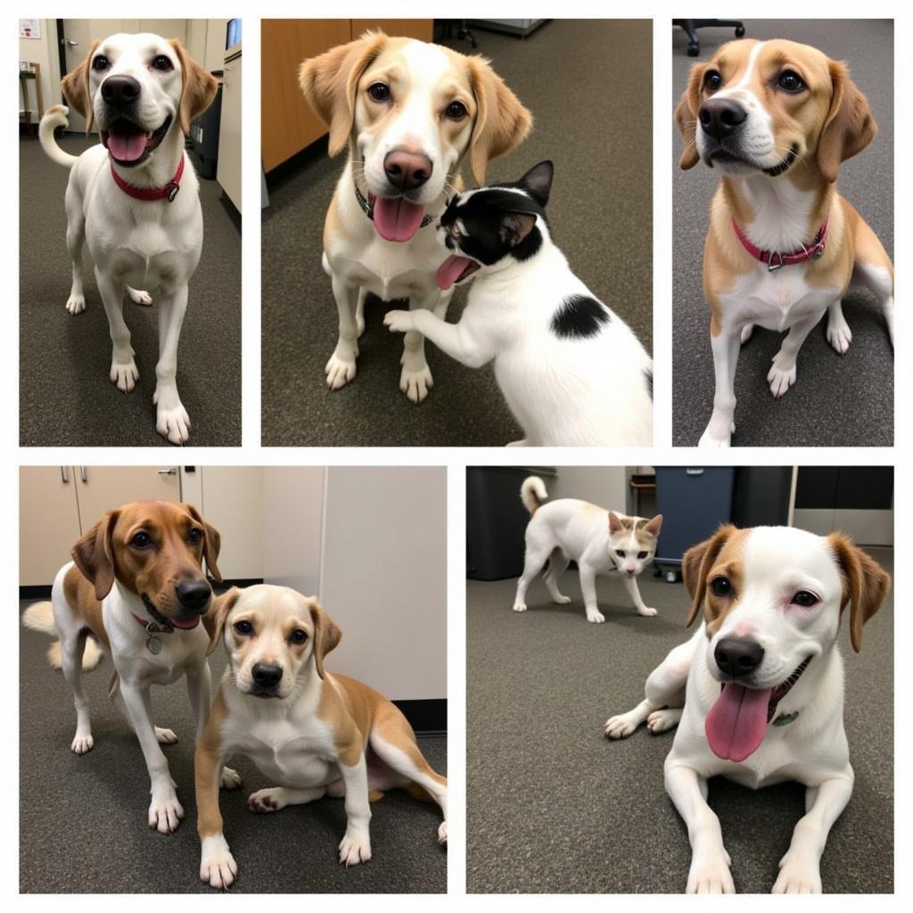 Happy and Healthy Pets at Northwest Animal Hospital Grapevine