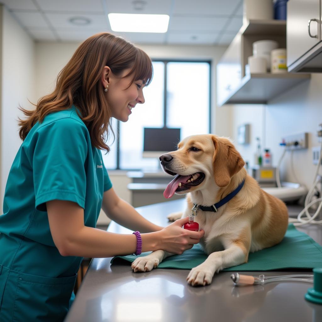 Dog Receiving Treatment in an Urgent Care Setting