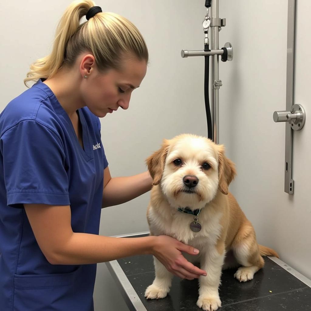 Professional pet groomer giving a dog a bath at an animal hospital in Anthem