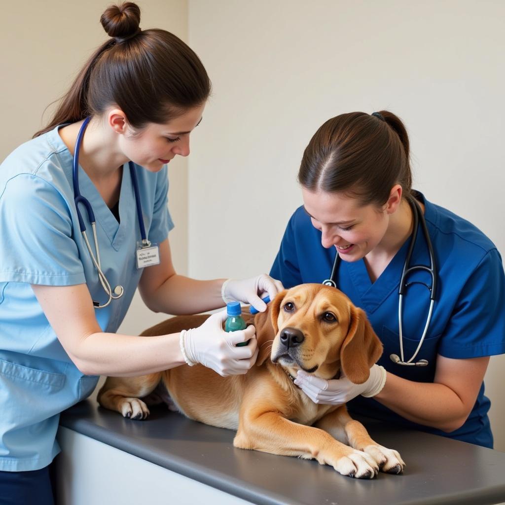 Veterinary Team Providing Care to a Dog