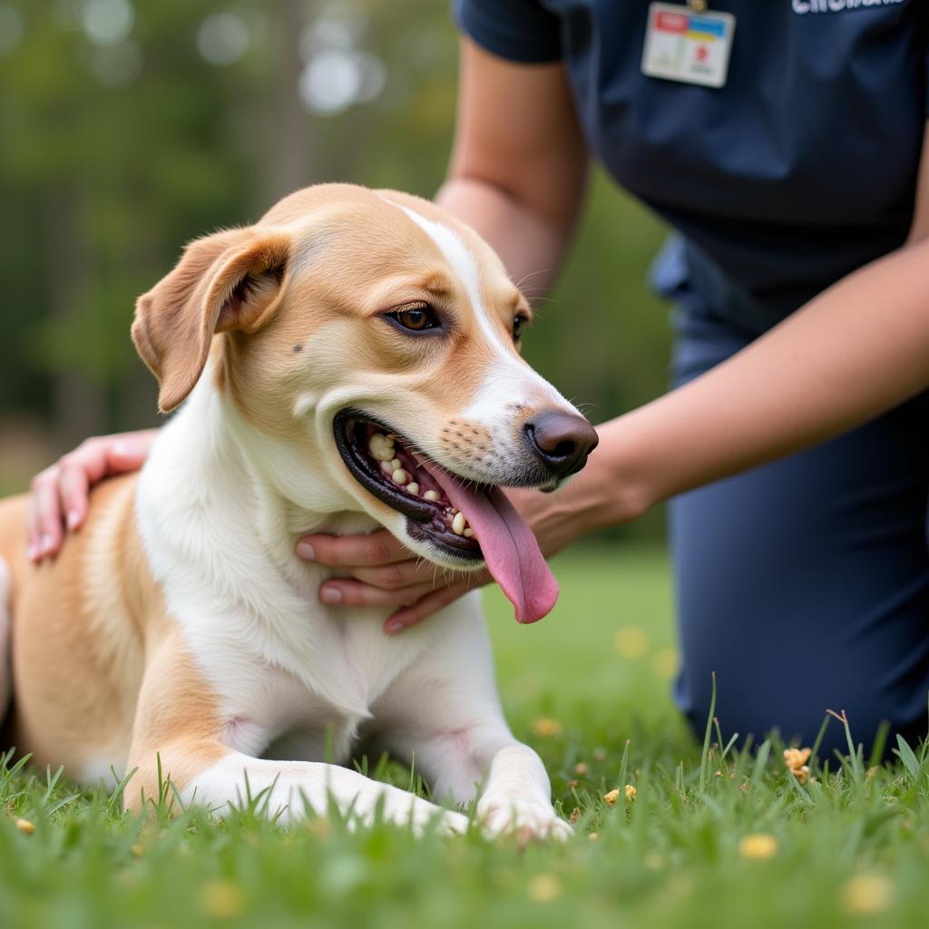 A dog playing happily with a staff member at a boarding facility